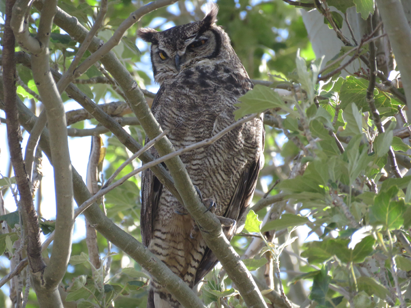 Magellanic (Lesser) Horned Owl. Photo © Gina Nichol. 