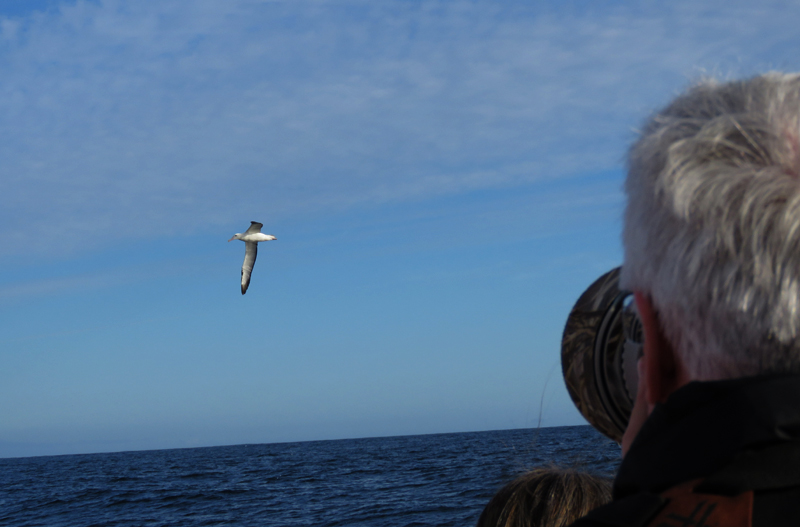 Photographing Albatross. Photo © Gina Nichol.