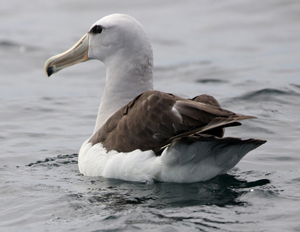 Salvin's Albatross. Photo by Steve Bird. 