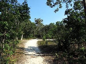 White sand forest trail. Photo by Gina Nichol. 