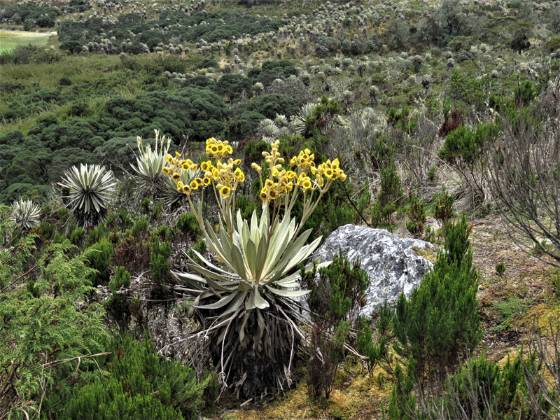 Sumipaz National Park landscape. Photo © Gina Nichol. 