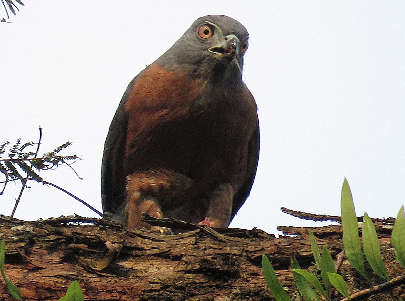 Double-toothed Kite. Photo © Gina Nichol. 