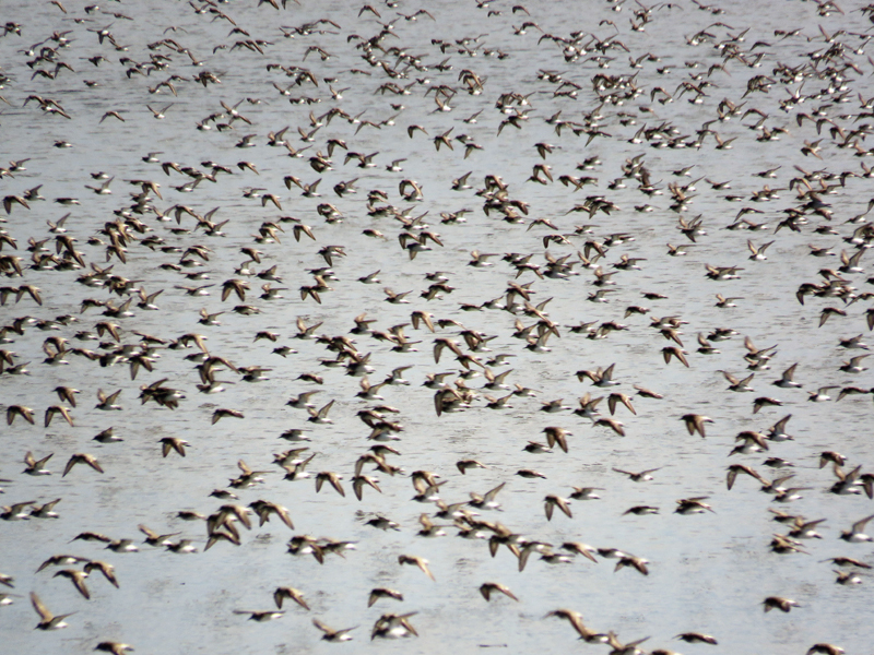 Shorebirds over water. Photo © Gina Nichol. 