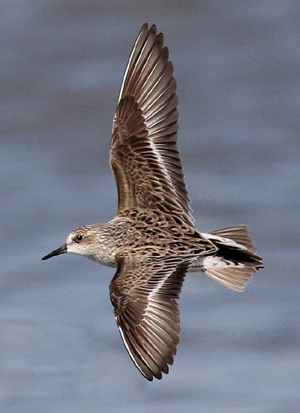 Semipalmated Sandpiper © Steve Bird. 