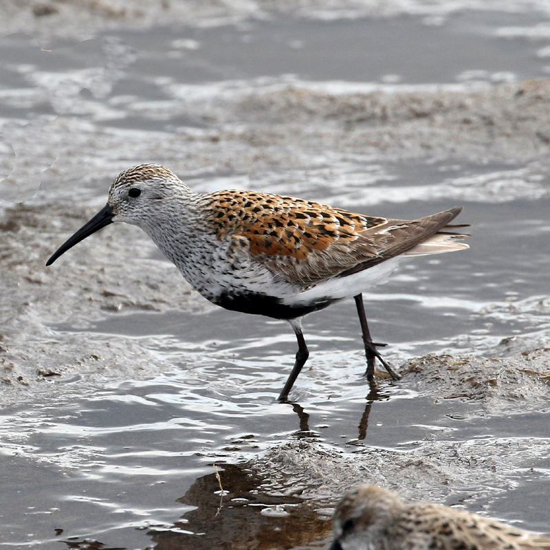 Dunlin. Photo © Steve Bird.