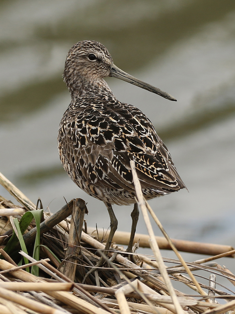 Short-billed Dowitcher. Photo © Gina Nichol. 