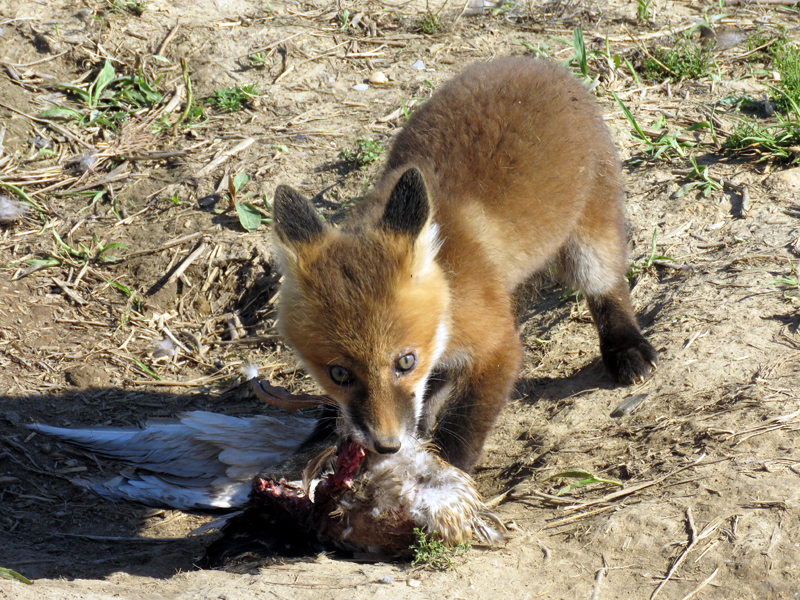 Red Fox pup. Photo © Gina Nichol.