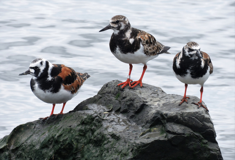 Ruddy Turnstones. Photo © Gina Nichol.