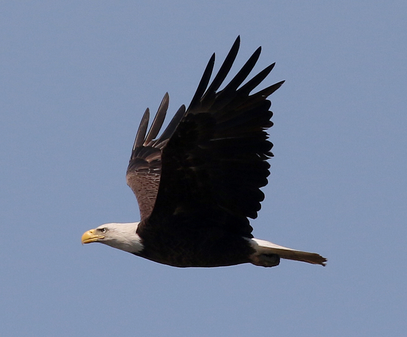 Bald Eagle