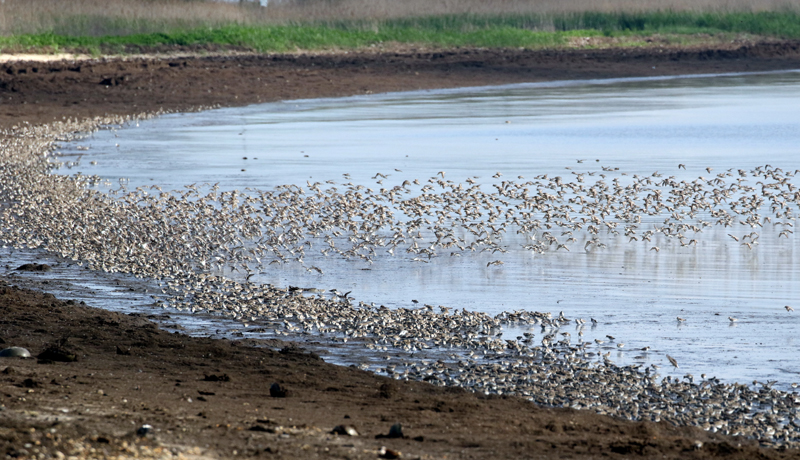 Flock at Slaughter Beach. Photo © Steve Bird.