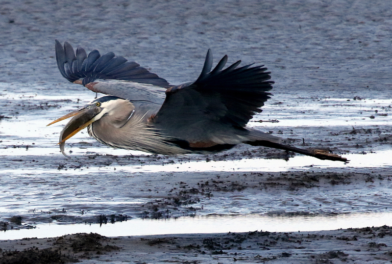 Great Blue Heron with fish