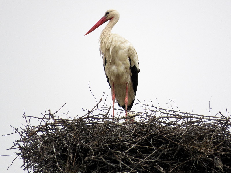 White Stork. Photo © Gina Nichol. 