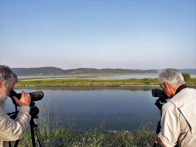 Watching Shorebirds at the Kalloni Saltpans. Photo © Gina Nichol. 