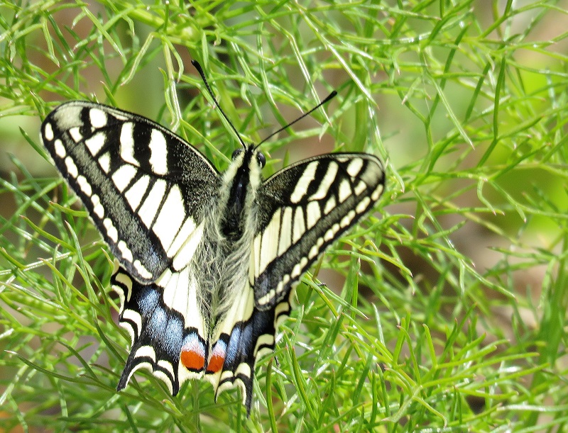 Swallowtail Butterfly. Photo © Gina Nichol.