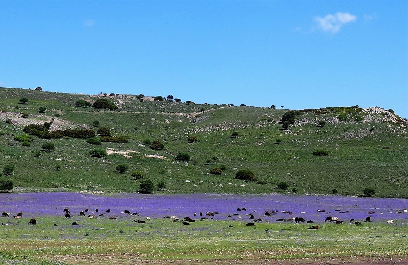 Sheep and Flowers. Photo © Gina Nichol.