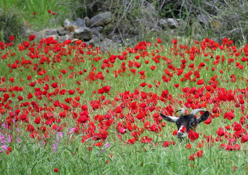 Goat in the poppies. Photo © Gina Nichol.