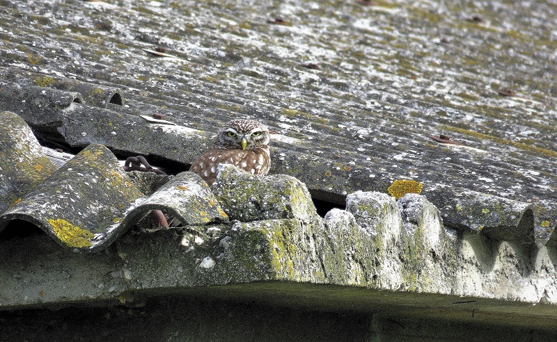 Little Owl. Photo © Gina Nichol. 