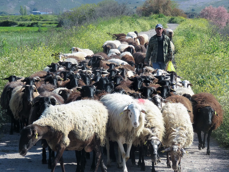 Sheep Jam. Photo © Gina Nichol.