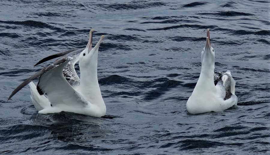 Southern Royal Albatrosses. Photo © Gina Nichol. 