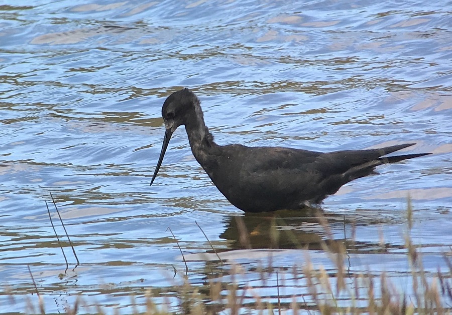 Black Stilt. Photo © Gina Nichol. 