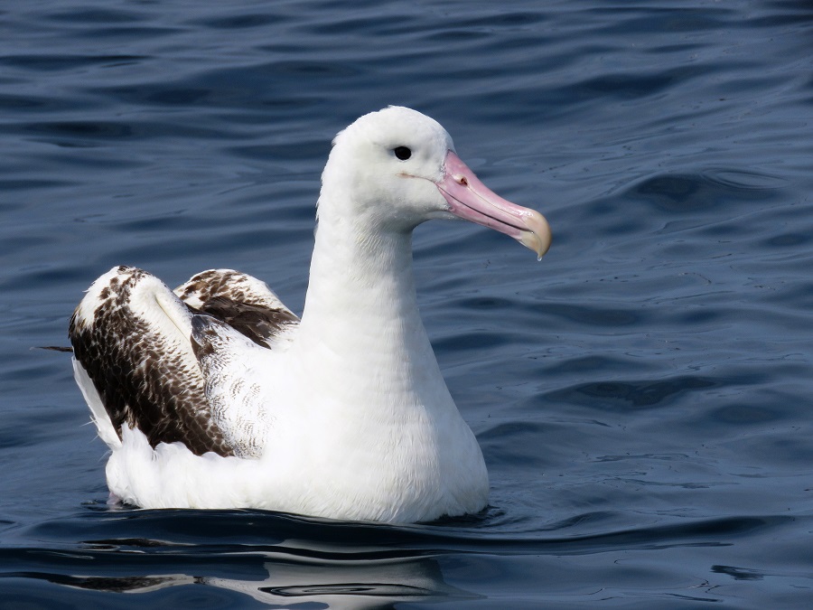 Northern Royal Albatross, Kaikoura. Photo © Gina Nichol 
