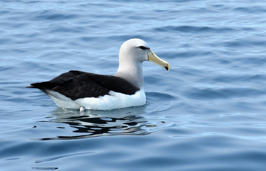 Salvin's Albatross, Kaikoura. Photo © Gina Nichol 