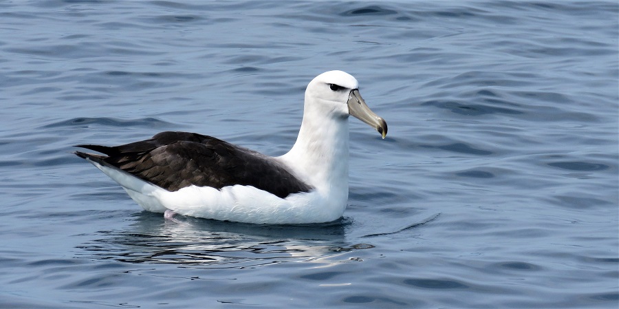Shy (White-capped) Albatross. Photo © Gina Nichol 