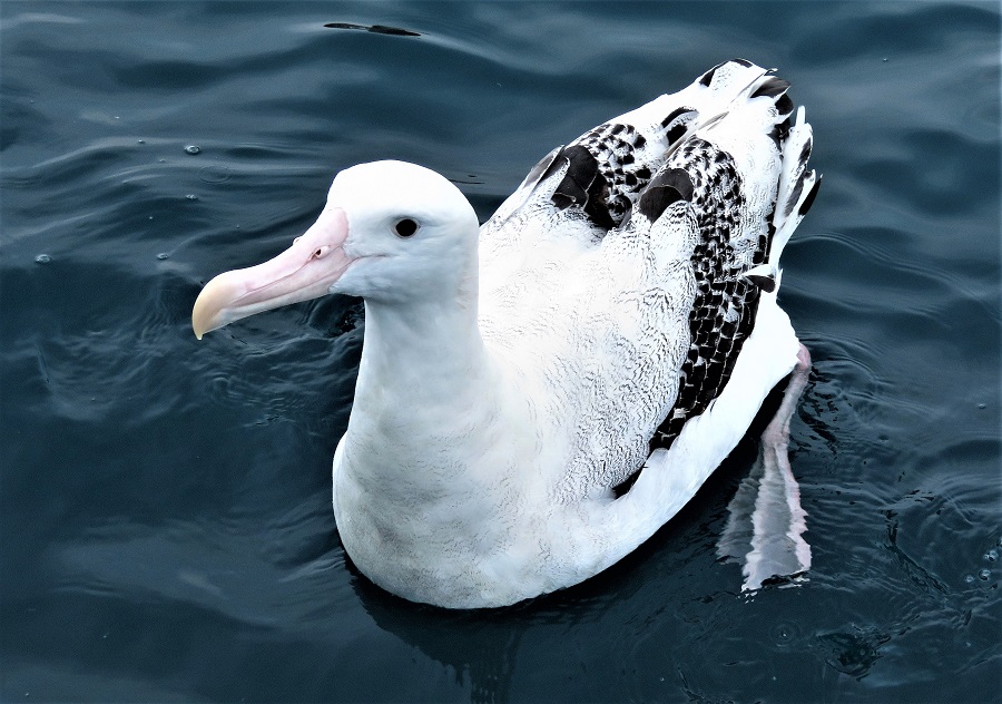 Antipodean (Wandering) Albatross. Photo © Gina Nichol 