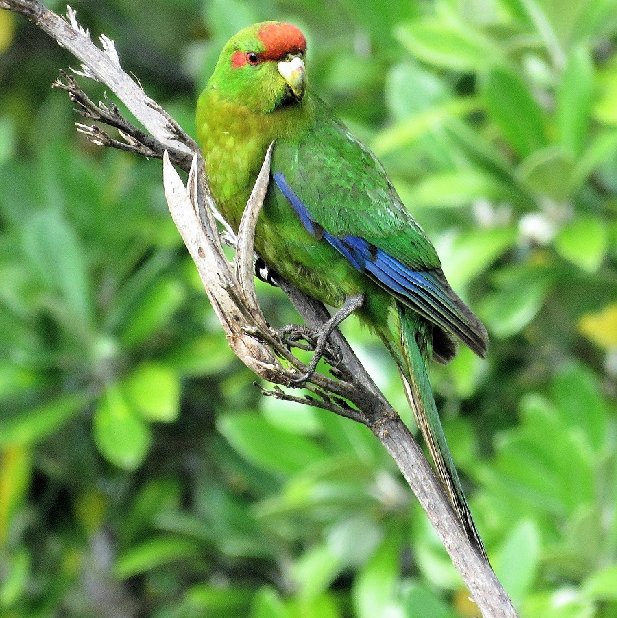 Red-crowned Parakeet, Tiritiri Matangi Island. Photo © Gina Nichol