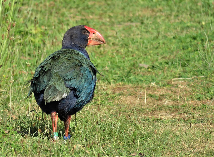 Takahe. Photo by Gina Nichol