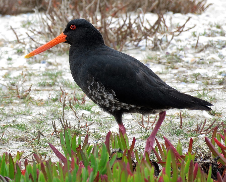 Variable Oystercatcher. Photo by Gina Nichol.
