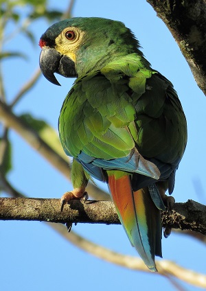 Blue-winged Macaw by Gina Nichol.
