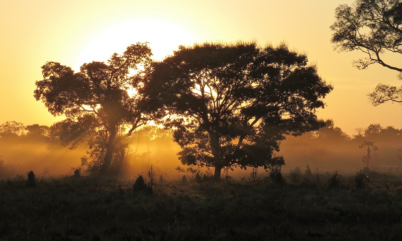 Sunrise in the Pantanal. Photo © Gina Nichol. 
