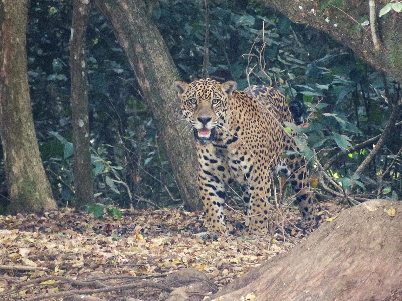 Jaguar! Photo © Gina Nichol.