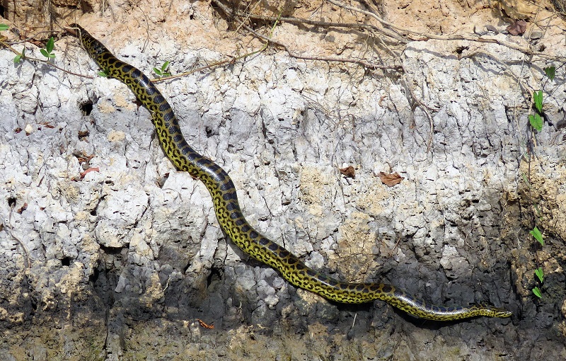 Yellow Anaconda. Photo © Gina Nichol.