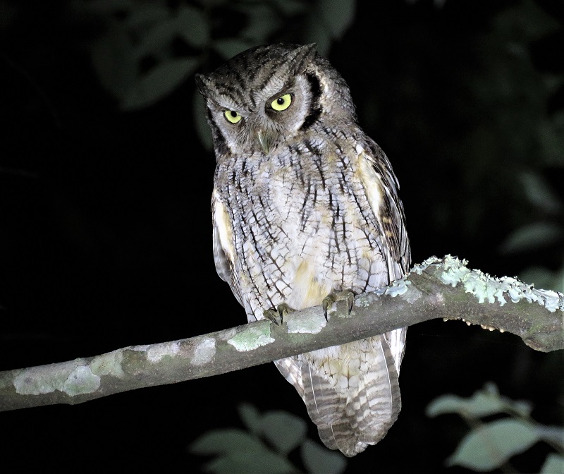 Tropical Screech Owl. Photo © Gina Nichol.