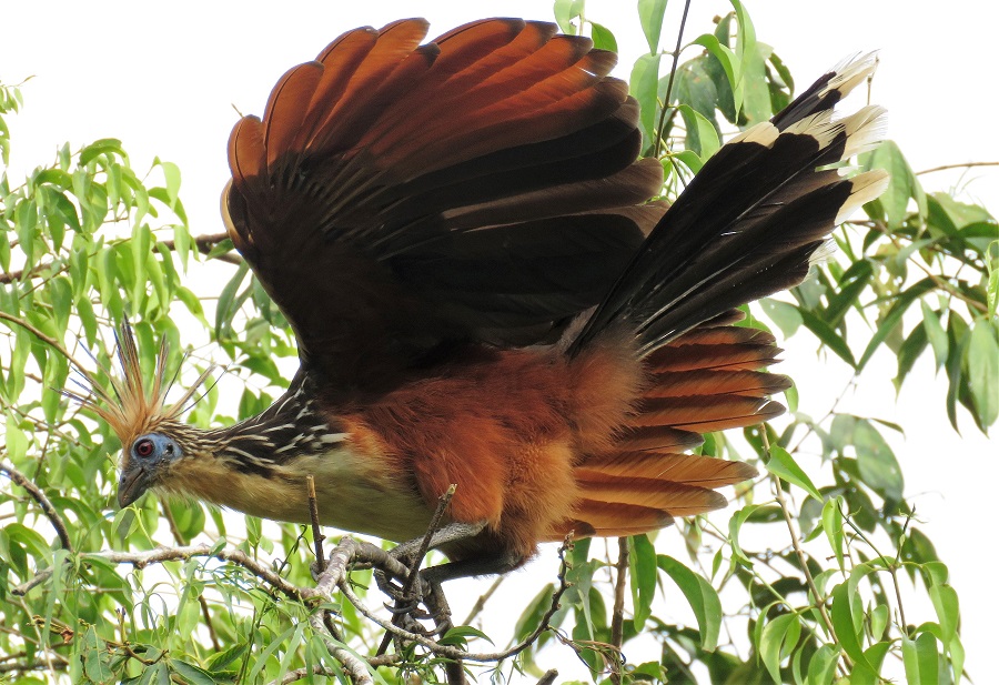 Hoatzin. Photo © Gina Nichol. 