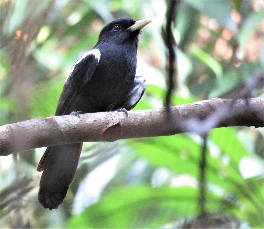 Yellow-billed Nunbird. Photo © Gina Nichol. 