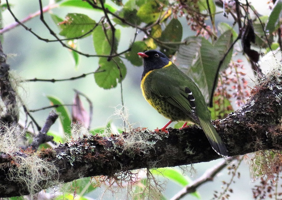 Band-tailed Fruiteater. Photo © Gina Nichol.