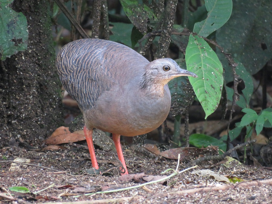 Black-capped Tinamou. Photo © Gina Nichol.