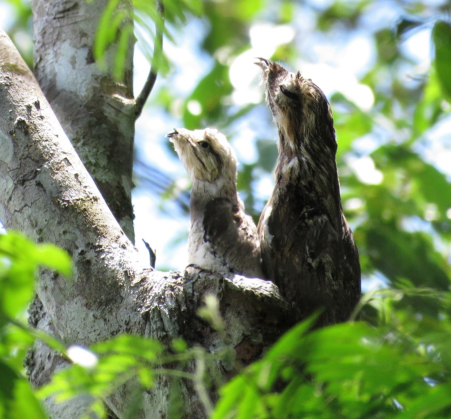 Common Potoo with chick. Photo © Gina Nichol.