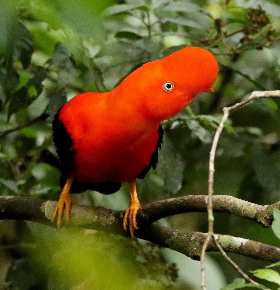 Andean Cock-of-the-Rock. Photo by Steve Bird. 