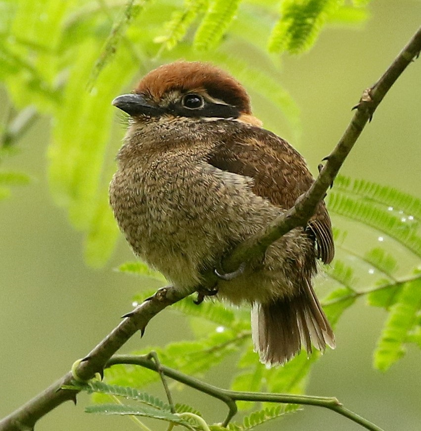 Chestnut-capped Puffbird. Photo by Steve Bird.
