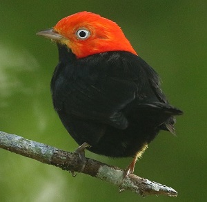 Red-capped manakin by Steve Bird. 