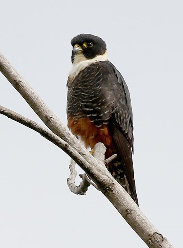 Bat Falcon by Steve Bird.