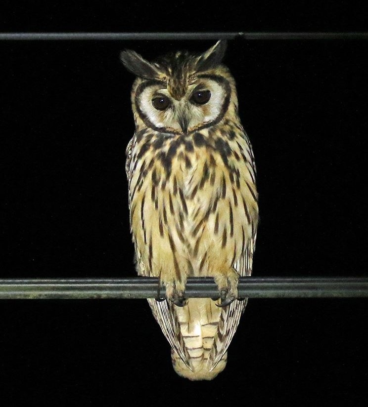 Striped Owl by Steve Bird.
