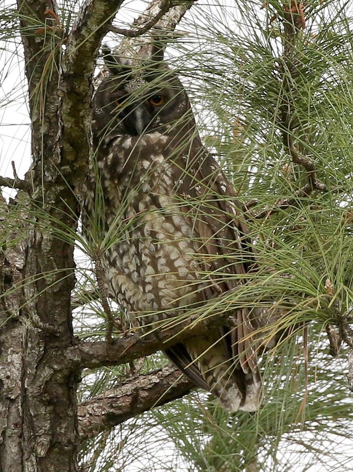 Stygian Owl by Steve Bird. 