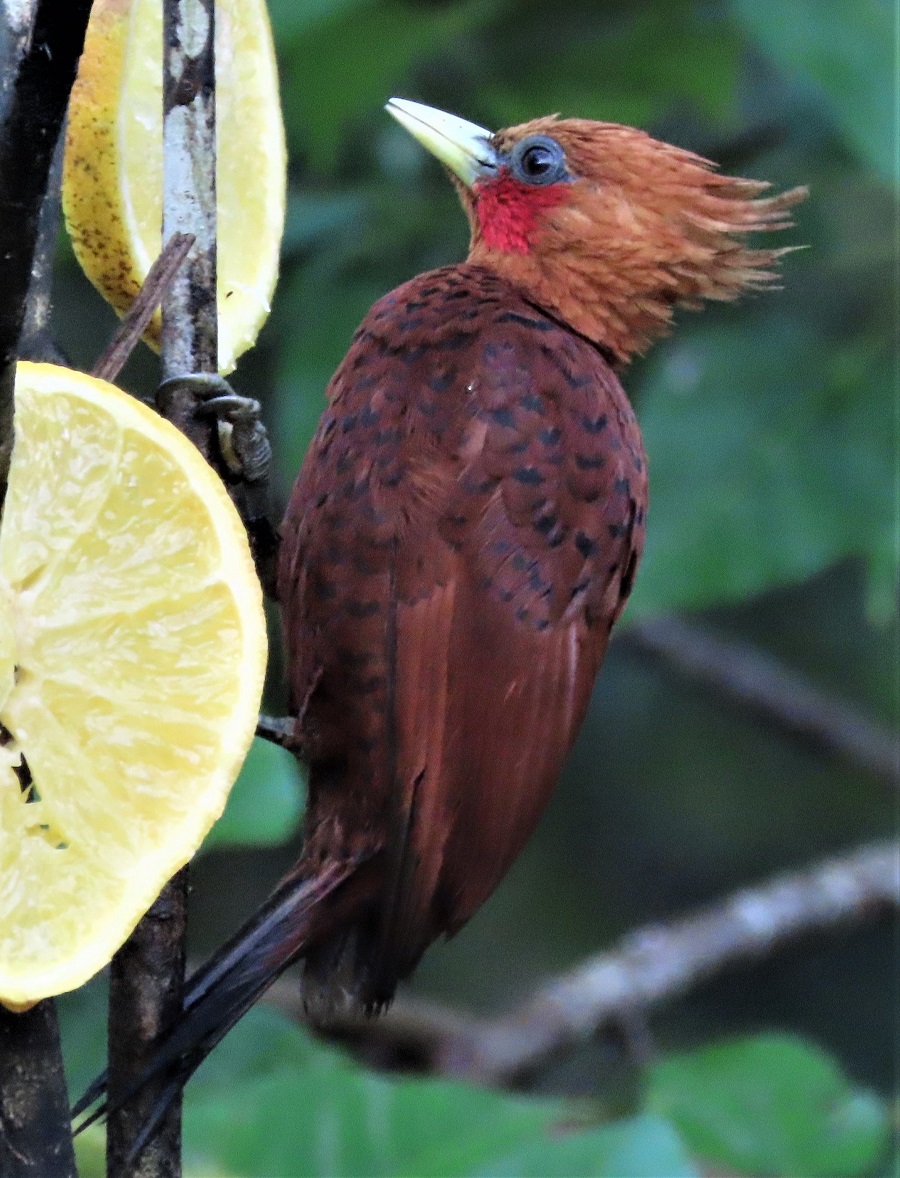 Chestnut-colored Woodpecker by Gina Nichol.