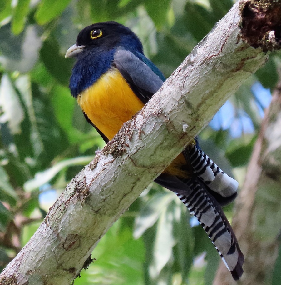 Gartered Trogon by Gina Nichol