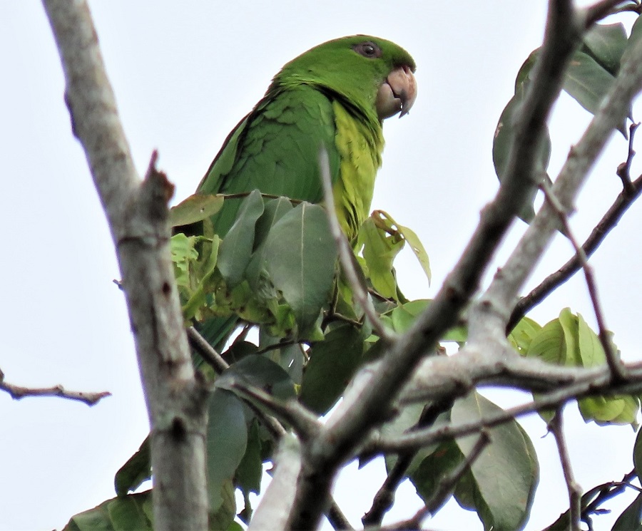 Green Parakeet by Gina Nichol